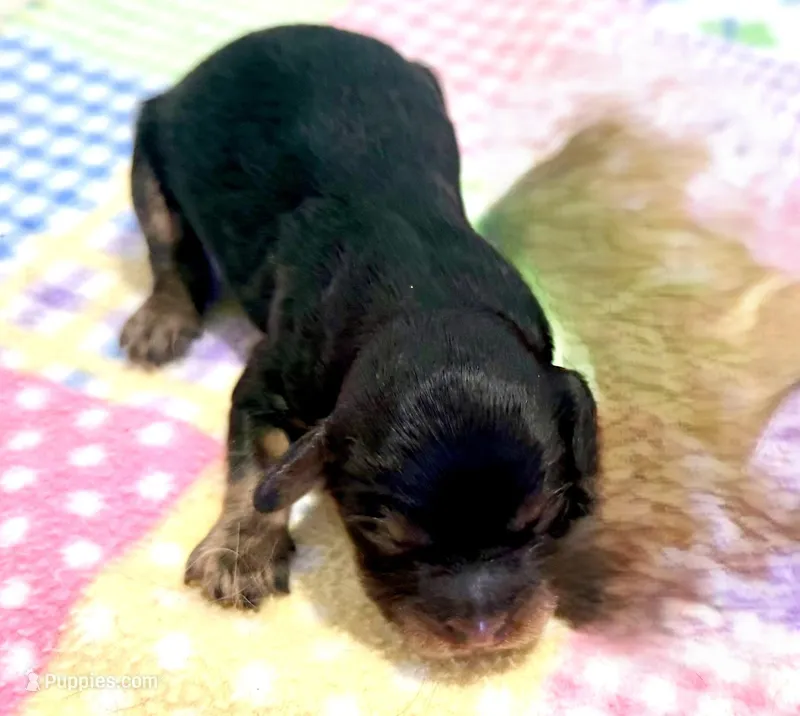 Layla – Cavapoo puppy for sale in Baileyville, KS