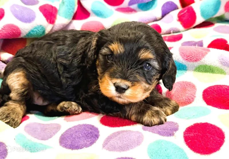 Layla – Cavapoo puppy for sale in Baileyville, KS