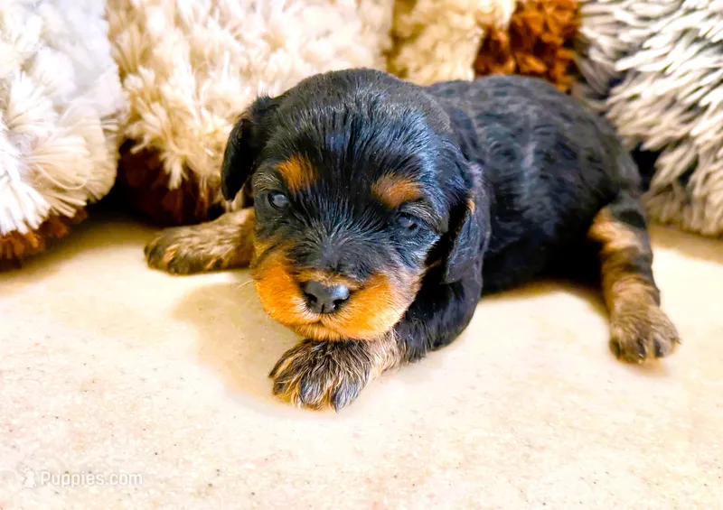 Layla – Cavapoo puppy for sale in Baileyville, KS