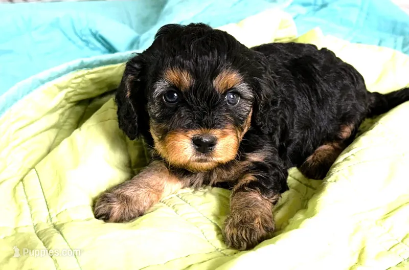 Layla – Cavapoo puppy for sale in Baileyville, KS