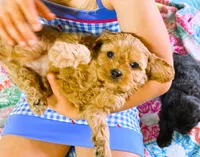 Lucas, a male Cavapoo for sale in Baileyville, KS – 4 of 4