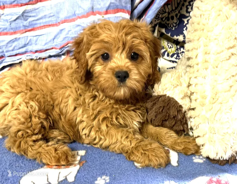 Tye – Cavapoo puppy for sale in Baileyville, KS