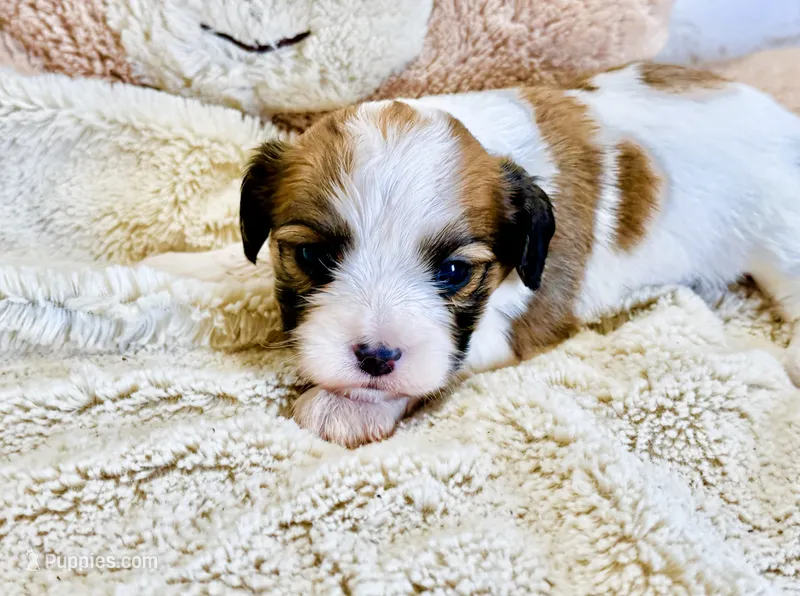Lexi – Cavachon puppy for sale in Baileyville, KS