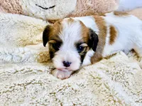 Lexi, a female Cavachon for sale in Baileyville, KS – 1 of 2