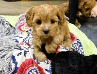 Harper, a female Cavapoo for sale in Baileyville, KS – 7 of 7
