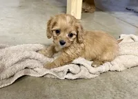 Ryder, a male Cavapoo for sale in Baileyville, KS – 7 of 7