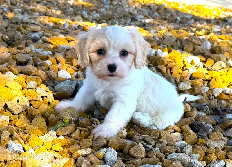 Cooper – Cavachon puppy for sale in Baileyville, KS