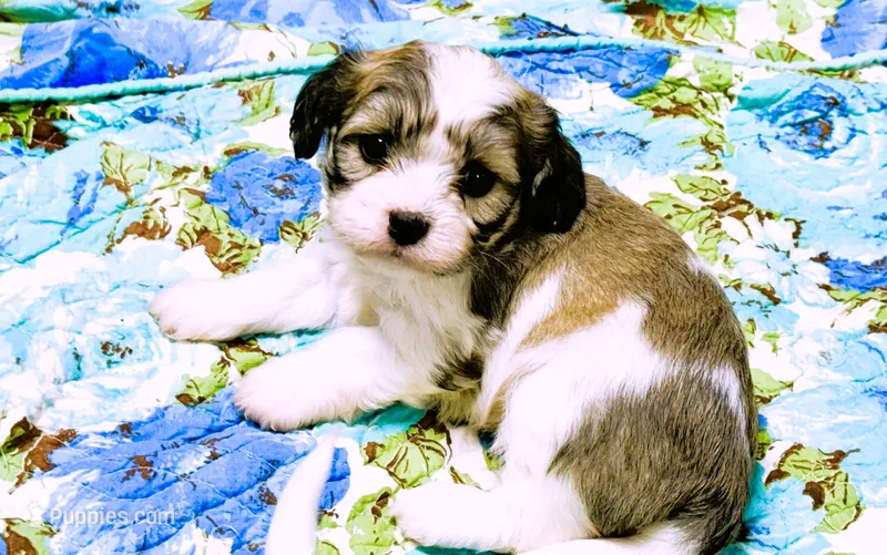 Macy – Cavachon puppy for sale in Baileyville, KS