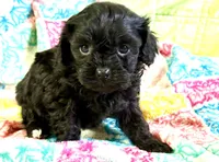 Misty, a female Cavapoo for sale in Baileyville, KS – 2 of 6
