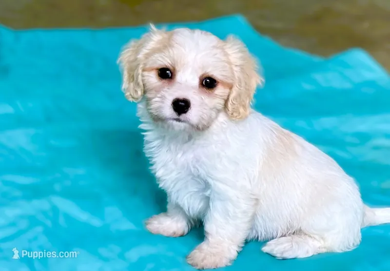 Cooper – Cavachon puppy for sale in Baileyville, KS