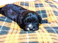 Lena, a female Shihpoo for sale in Baileyville, KS – 3 of 4