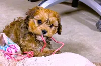 Broady, a male Cavachon for sale in Baileyville, KS – 6 of 6