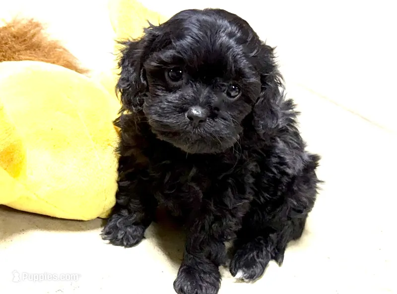 Misty – Cavapoo puppy for sale in Baileyville, KS