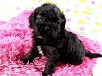 Max, a male Cavapoo for sale in Baileyville, KS – 1 of 4