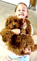 Grace, a female Miniature Labradoodle for sale in Baileyville, KS – 4 of 5