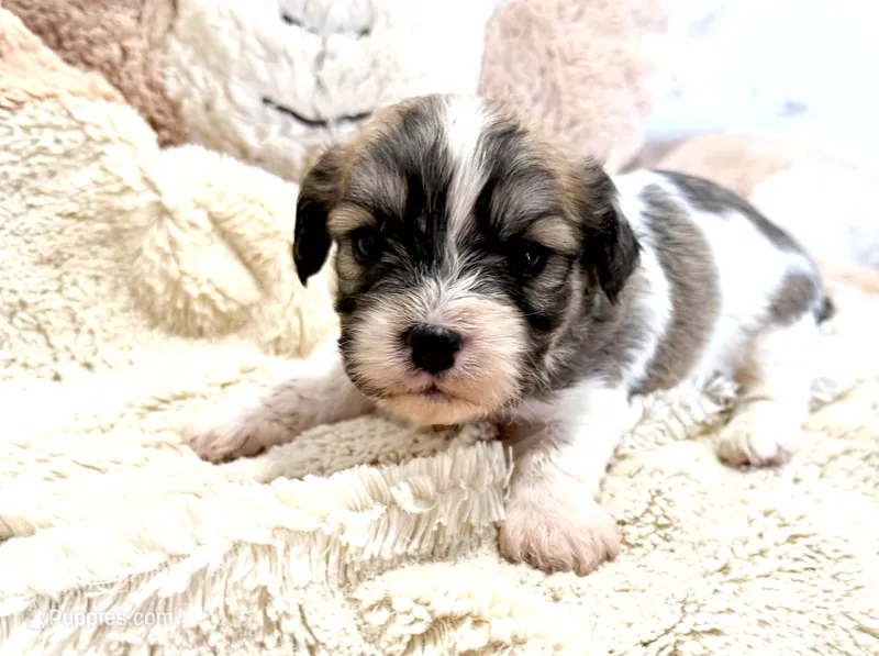 Tye – Cavachon puppy for sale in Baileyville, KS