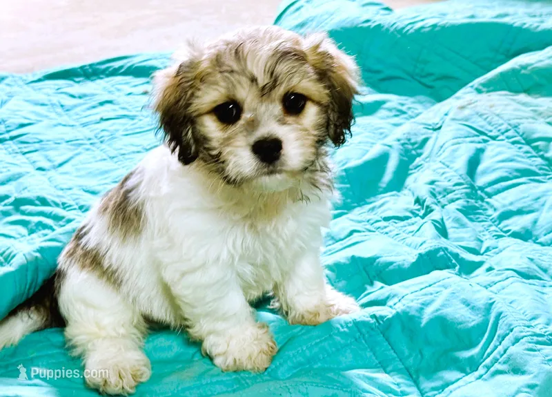 Tye – Cavachon puppy for sale in Baileyville, KS