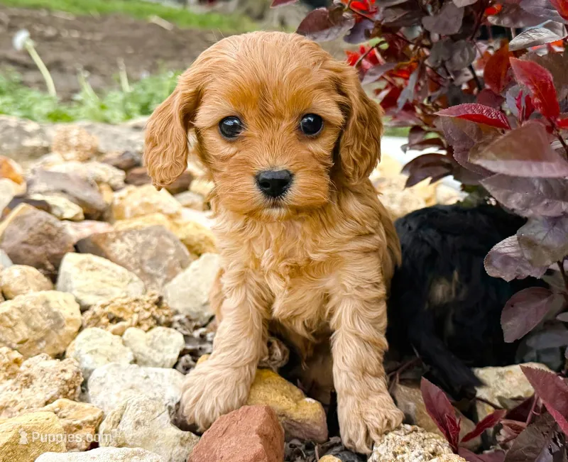 Amos – Cavapoo puppy for sale in Baileyville, KS