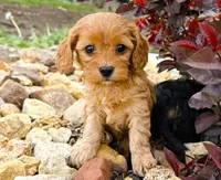 Amos, a male Cavapoo for sale in Baileyville, KS – Photo 1 of 3
