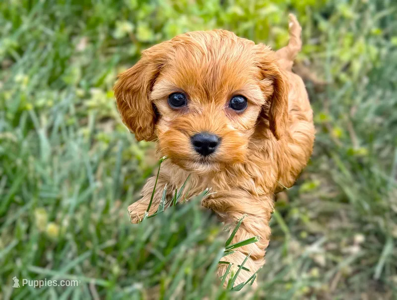 Amos – Cavapoo puppy for sale in Baileyville, KS