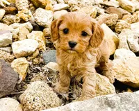 Amos, a male Cavapoo for sale in Baileyville, KS – Photo 3 of 3