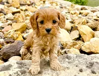 Amos, a male Cavapoo for sale in Baileyville, KS – Photo 2 of 3