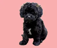 Lena, a female Cavapoo for sale in Baileyville, KS – 1 of 3
