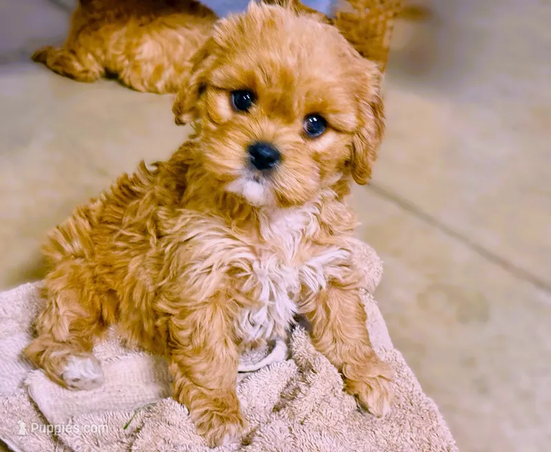 Lenna – Cavapoo puppy for sale in Baileyville, KS