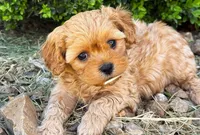 Tye, a male Cavapoo for sale in Baileyville, KS – 2 of 3