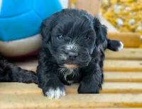Lena, a female Shihpoo for sale in Baileyville, KS – 2 of 4
