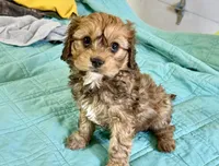 Buster, a male Cavachon for sale in Baileyville, KS – Photo 3 of 3