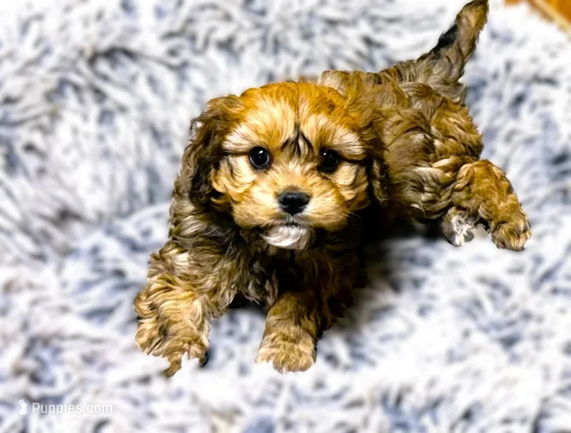 Buster – Cavachon puppy for sale in Baileyville, KS