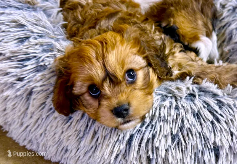 Buster – Cavachon puppy for sale in Baileyville, KS
