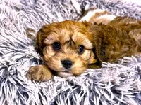 Buster, a male Cavachon for sale in Baileyville, KS – Photo 2 of 3