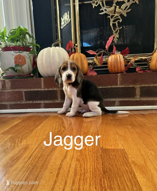 Jagger – Beagle puppy for sale in Nathalie, VA