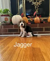 Jagger, a male Beagle for sale in Nathalie, VA – 1 of 2