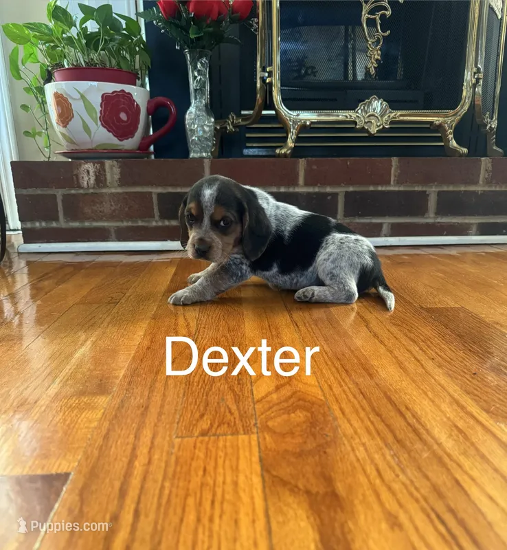 Dexter