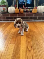 Raven, a female Beagle for sale in Nathalie, VA – 2 of 2