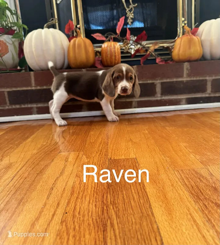 Raven – Beagle puppy for sale in Nathalie, VA