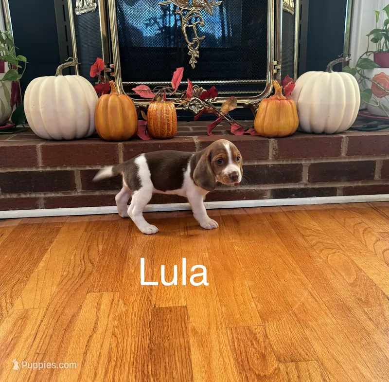 Lula – Beagle puppy for sale in Nathalie, VA