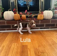 Lula, a female Beagle for sale in Nathalie, VA – 1 of 2