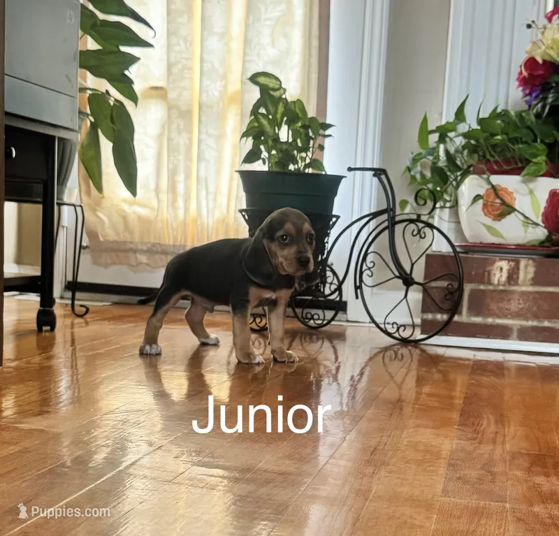 Junior – Beagle puppy for sale in Nathalie, VA