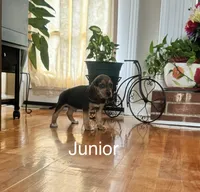 Junior, a male Beagle for sale in Nathalie, VA – 1 of 1