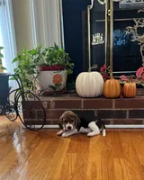 Scout, a male Beagle for sale in Nathalie, VA – 2 of 2