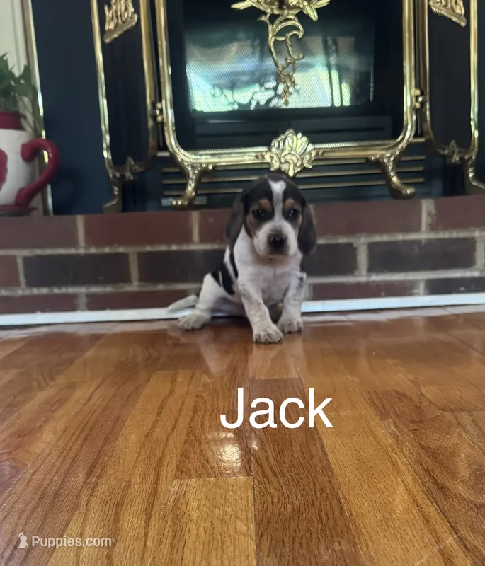 Jack – Beagle puppy for sale in Woodbridge, VA