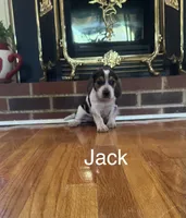 Jack, a male Beagle for sale in Woodbridge, VA – 1 of 2
