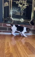 Jill, a female Beagle for sale in Woodbridge, VA – 3 of 3