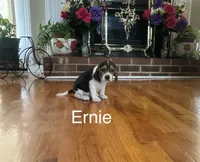 Ernie, a male Beagle for sale in Nathalie, VA – 1 of 1