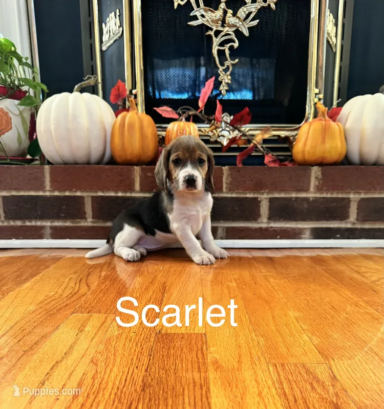 Scarlet – Beagle puppy for sale in Nathalie, VA