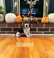 Scarlet, a female Beagle for sale in Nathalie, VA – 1 of 2